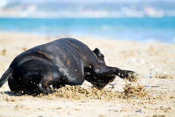 Italienska Cane Corso Hund Utomhus — Stockfoto