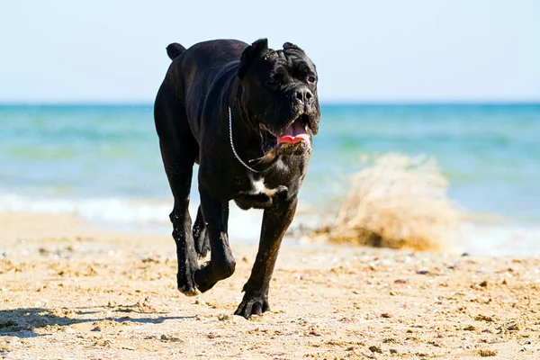 Włoski Pies Cane Corso Plenerze — Zdjęcie stockowe