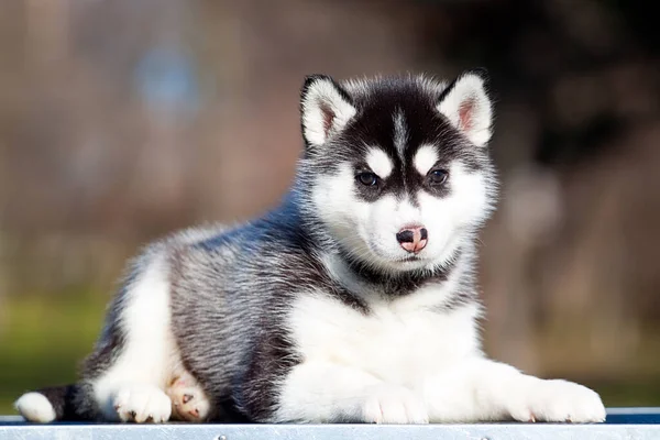 Σιβηρίας Husky Κουτάβι Εξωτερικούς Χώρους — Φωτογραφία Αρχείου