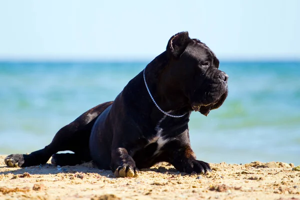 意大利犬科索犬户外 — 图库照片