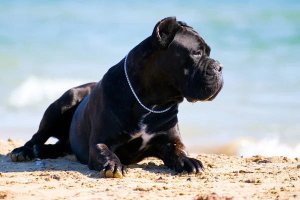 Italiaanse Cane Corso Hond Buitenlucht — Stockfoto