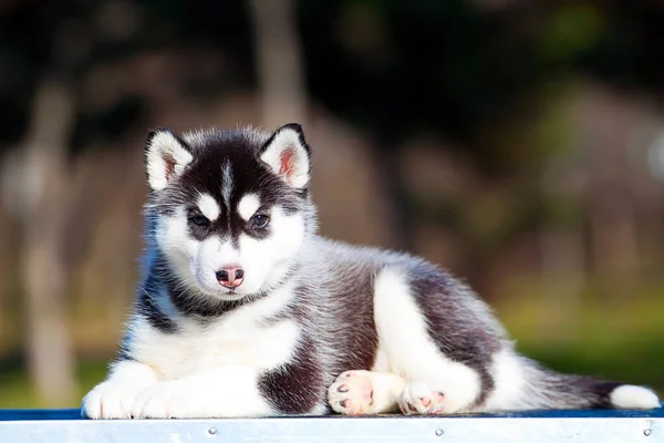 Siberiano Husky Cachorro Aire Libre — Foto de Stock