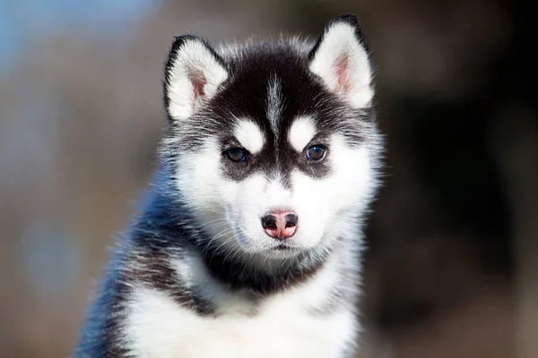 Cachorrinho Husky Siberiano Livre — Fotografia de Stock