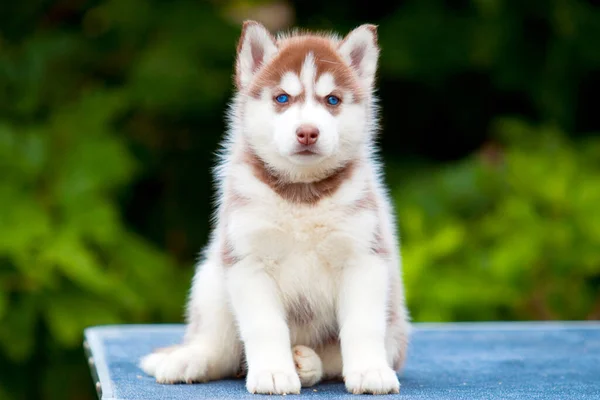 Siberische Husky Puppy Buiten — Stockfoto