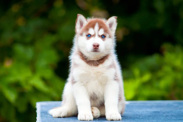 シベリアハスキー子犬屋外 — ストック写真