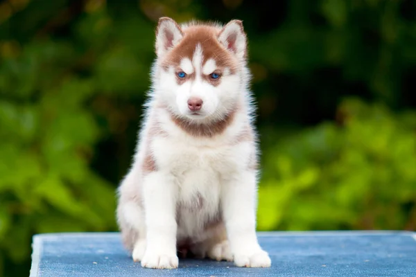 Syberyjski Szczeniak Husky Zewnątrz — Zdjęcie stockowe