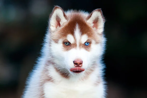 Chiot Husky Sibérie Extérieur — Photo