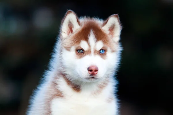 Siberische Husky Puppy Buiten — Stockfoto