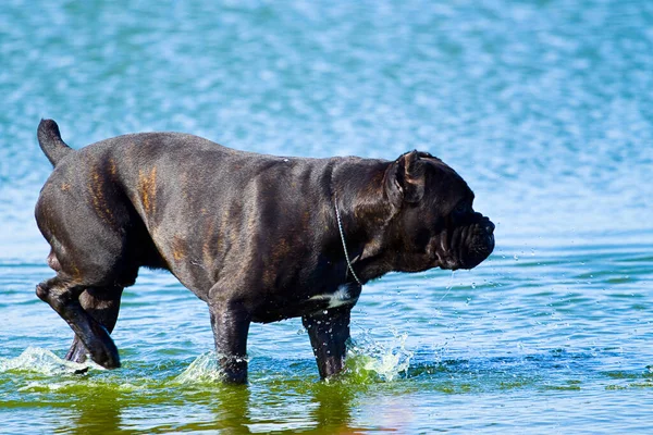 Italienischer Cane Corso Hund Freien — Stockfoto