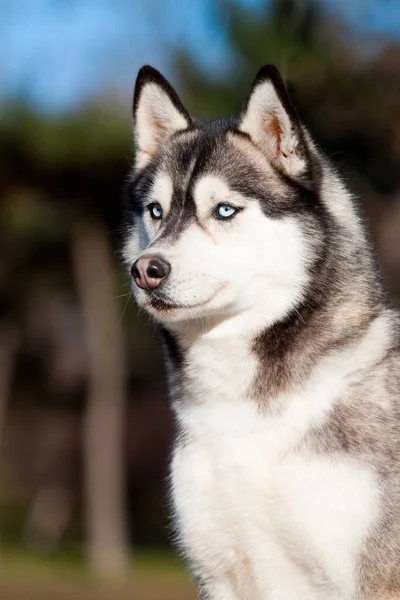 Imádnivaló Szibériai Husky Kutya Szabadban — Stock Fotó