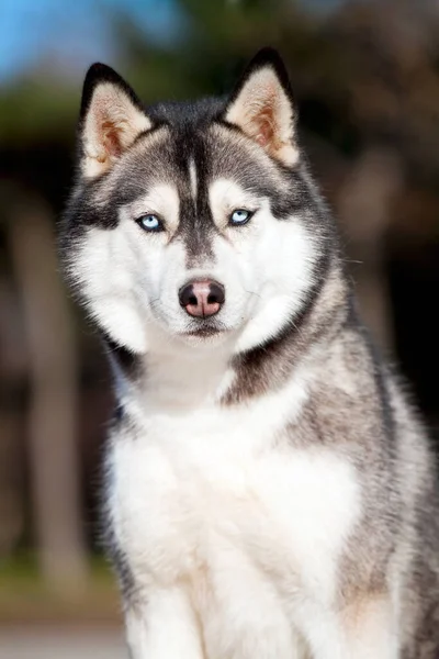 Adorável Siberian Husky Cão Livre — Fotografia de Stock