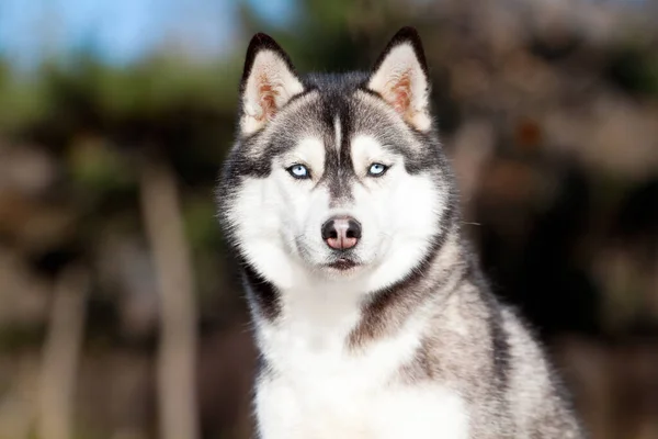 Bedårande Sibiriska Husky Hund Utomhus — Stockfoto