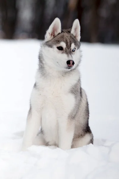 Adorável Siberian Husky Cão Livre — Fotografia de Stock