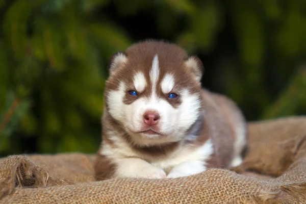 Siberian Husky Catelus Aer Liber — Fotografie, imagine de stoc