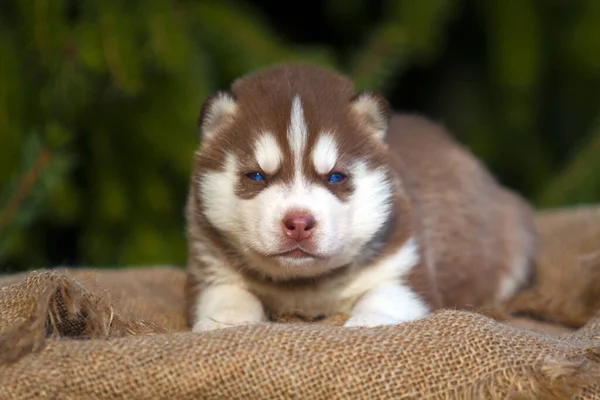 Sibiřský Husky Štěně Venku — Stock fotografie