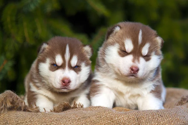 Cachorrinho Husky Siberiano Livre — Fotografia de Stock