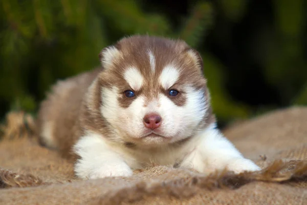 Siberian Husky Welpen Freien — Stockfoto