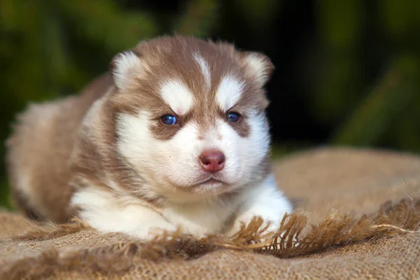 Siberiano Husky Cucciolo All Aperto — Foto Stock