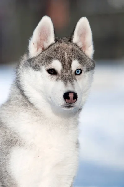 Adorável Siberian Husky Cão Livre — Fotografia de Stock