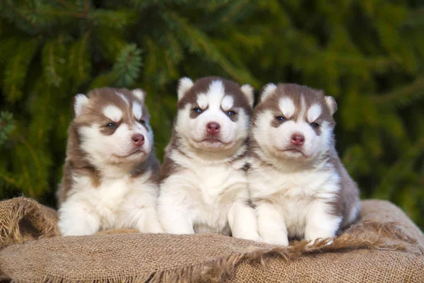 Siberiano Husky Cucciolo All Aperto — Foto Stock