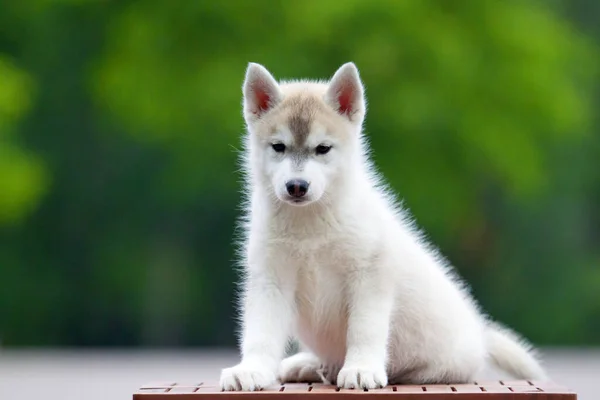 シベリアハスキー子犬屋外 — ストック写真