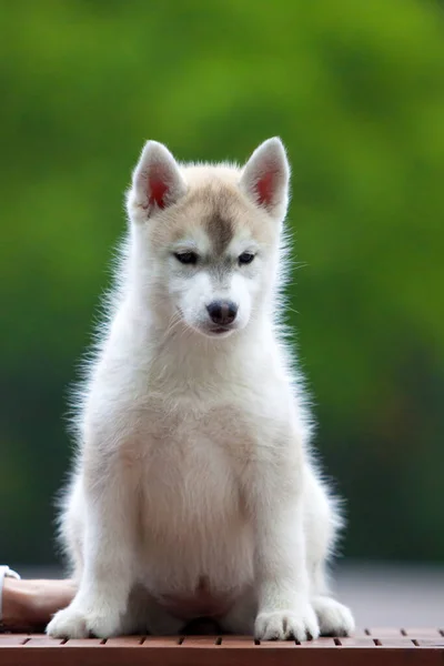 Siberian Husky Catelus Aer Liber — Fotografie, imagine de stoc