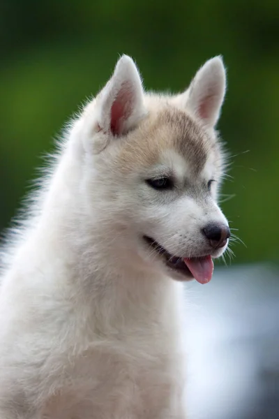 Σιβηρίας Husky Κουτάβι Εξωτερικούς Χώρους — Φωτογραφία Αρχείου