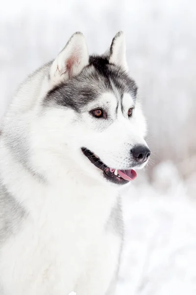 Bedårande Sibiriska Husky Hund Utomhus — Stockfoto