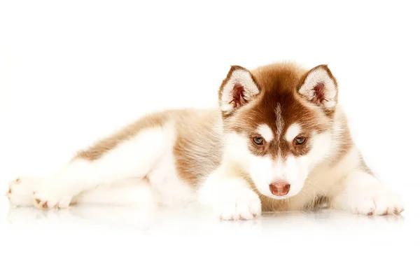 Siberian Husky Cachorro Contra Fondo Estudio —  Fotos de Stock