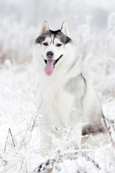 Adorabile Siberian Husky Cane All Aperto — Foto Stock