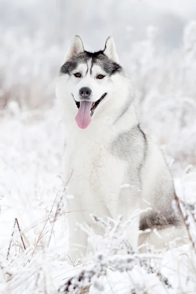 Imádnivaló Szibériai Husky Kutya Szabadban — Stock Fotó