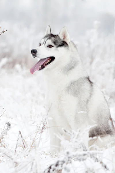 Adorabile Siberian Husky Cane All Aperto — Foto Stock