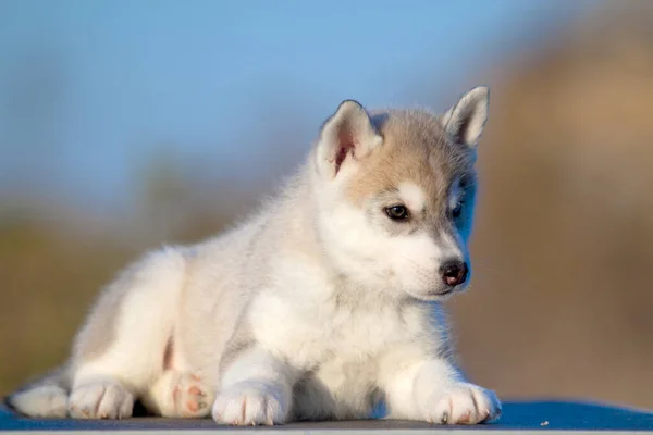 Chiot Husky Sibérie Extérieur — Photo