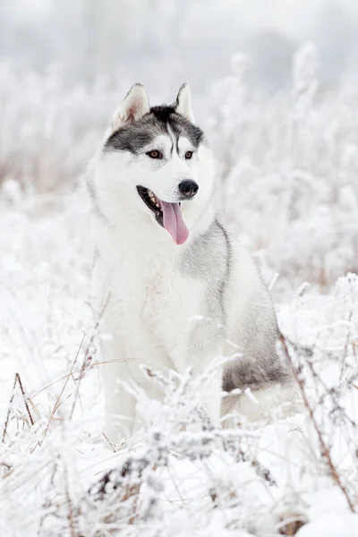 Uroczy Syberyjski Pies Husky Zewnątrz — Zdjęcie stockowe