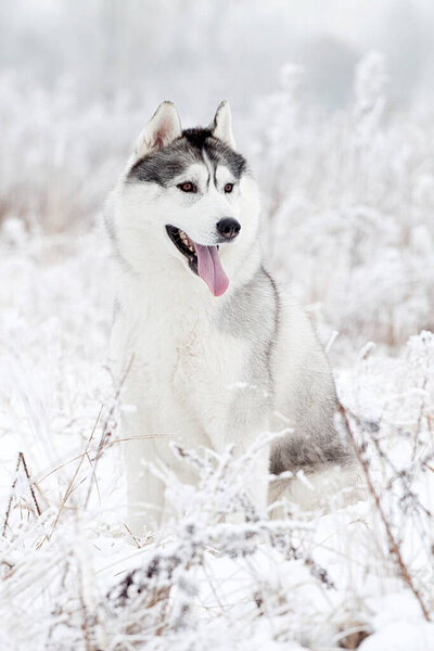 Adorable Siberian Husky dog outdoor