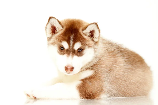 Sibiřský Husky Štěně Pozadí Studia — Stock fotografie