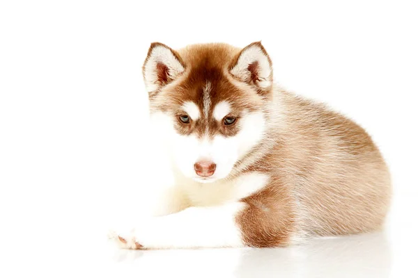Siberian Husky Cachorro Contra Fondo Estudio —  Fotos de Stock