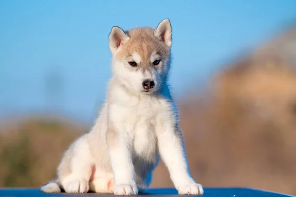 Cachorrinho Husky Siberiano Livre — Fotografia de Stock