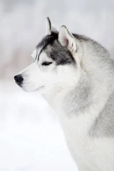 Adorável Siberian Husky Cão Livre — Fotografia de Stock