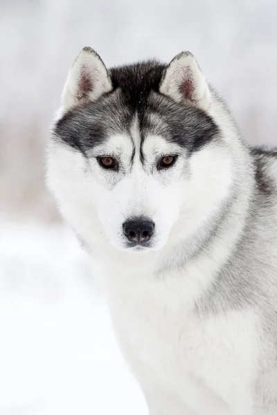 Entzückender Siberian Husky Hund Freien — Stockfoto
