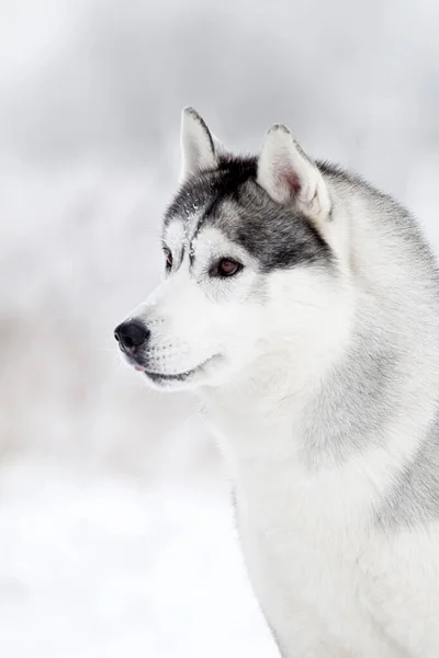 Bedårande Sibiriska Husky Hund Utomhus — Stockfoto