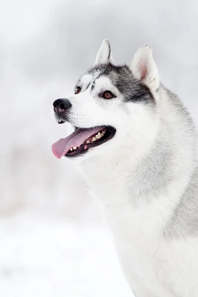 Bedårande Sibiriska Husky Hund Utomhus — Stockfoto