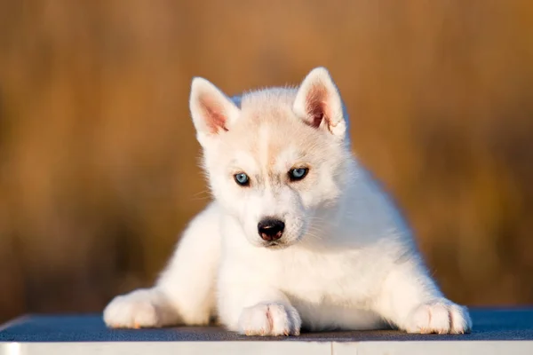 Siberiano Husky Cachorro Aire Libre — Foto de Stock