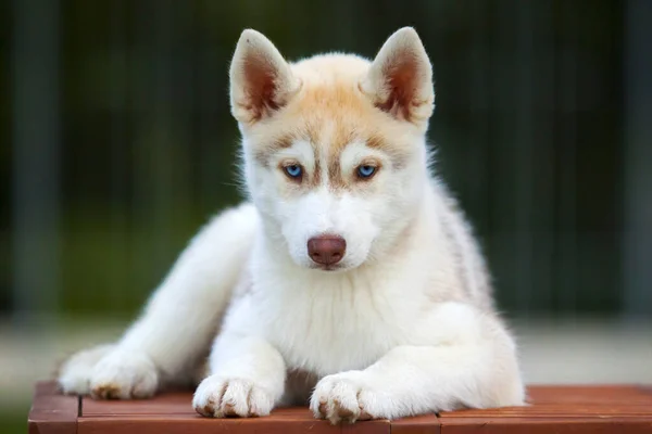 Cachorrinho Husky Siberiano Livre — Fotografia de Stock