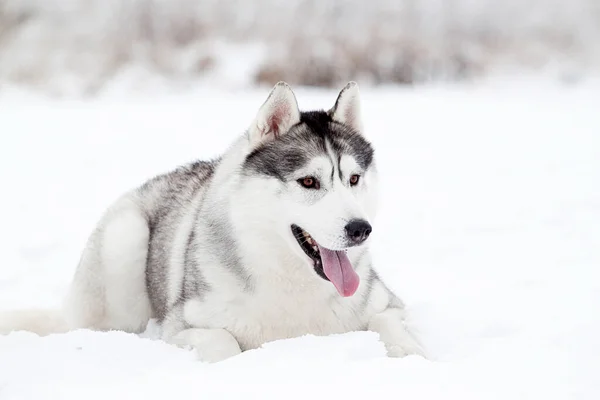 Schattige Siberische Husky Hond Buiten — Stockfoto