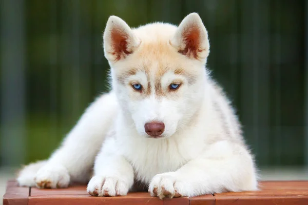 Cachorrinho Husky Siberiano Livre — Fotografia de Stock