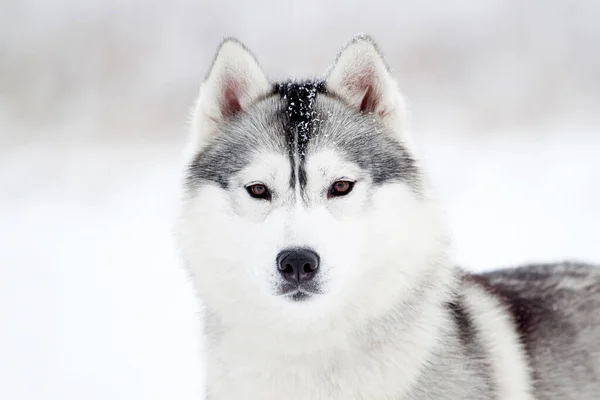 Adorable Siberian Husky Dog Outdoor — Stock Photo, Image