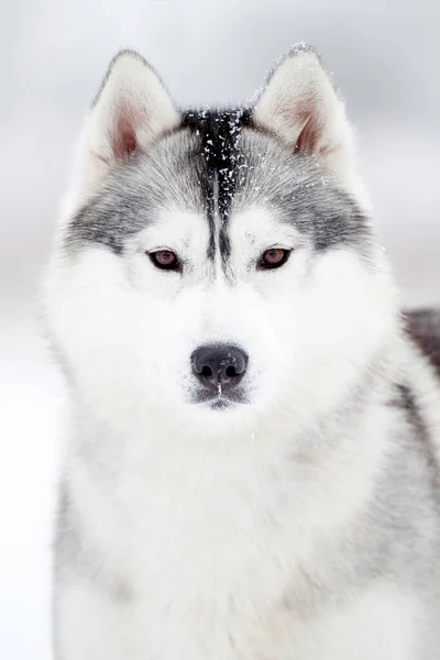 Bedårande Sibiriska Husky Hund Utomhus — Stockfoto