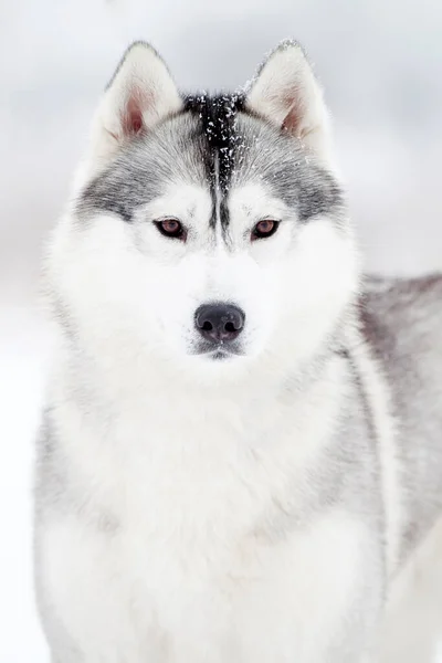 Rozkošný Sibiřský Husky Pes Venku — Stock fotografie