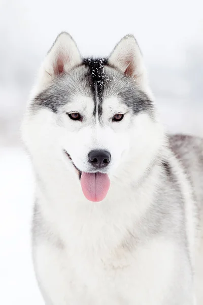 Bedårande Sibiriska Husky Hund Utomhus — Stockfoto